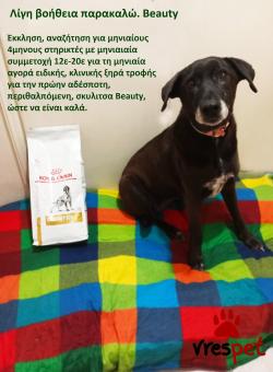 Ράτσα: Άλλη Ράτσα | Ηλικία: 5+ | Φύλο: Θηλυκό | Αρ. Microchip: 983232212121212 | Περιοχή: Αττική